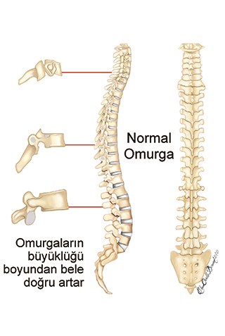 Sideview and backview of a normal spine