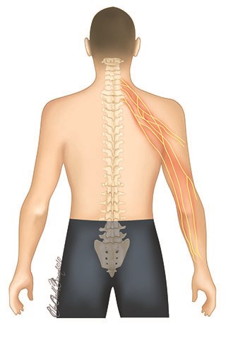 Nerves come from the cervical area and innervate through arms transmitting sensory information and situmulates the muscles