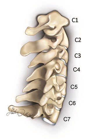 Normal anathomy of the cervical spine